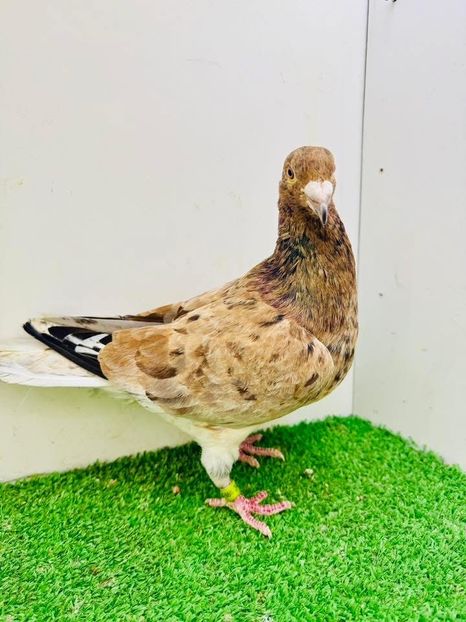  - Nu îmi aparțin 9