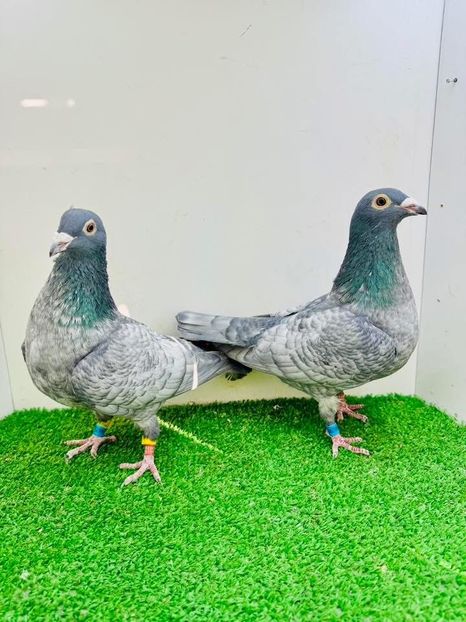  - Nu îmi aparțin 9