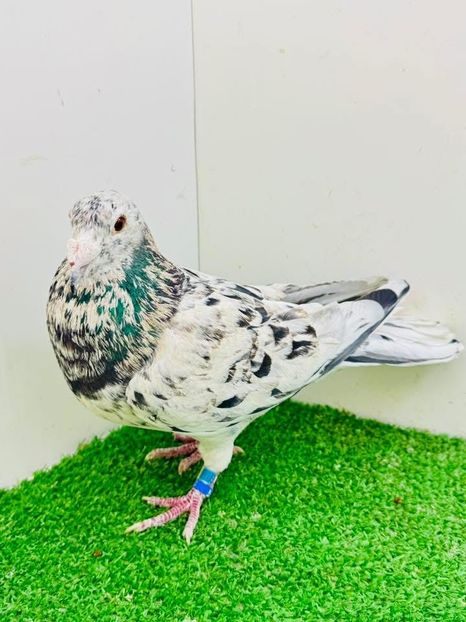  - Nu îmi aparțin 9