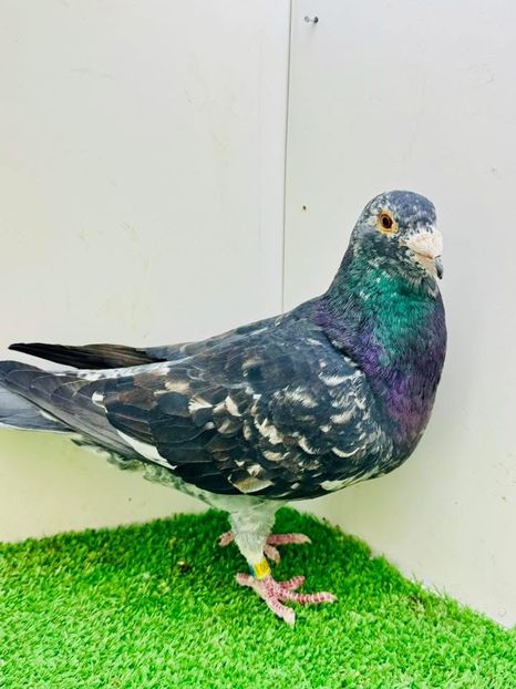  - Nu îmi aparțin 9