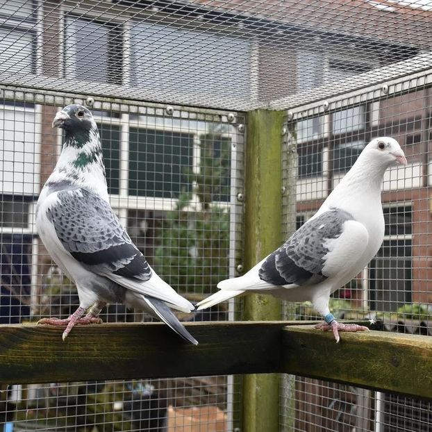  - Nu îmi aparțin 9