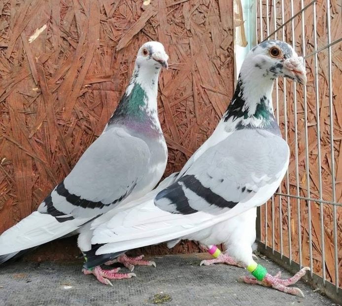  - Nu îmi aparțin 9