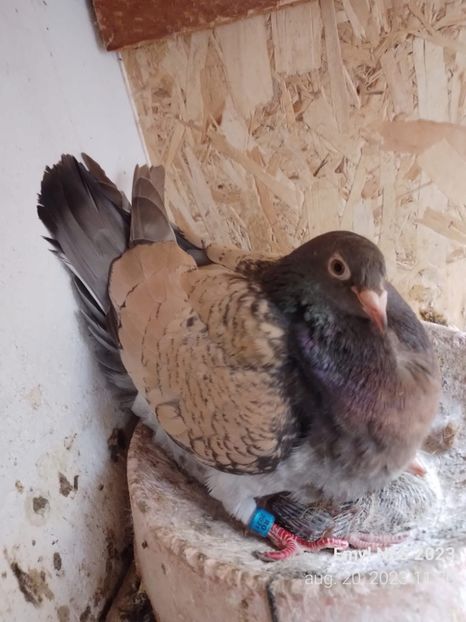  - Nu îmi aparțin 9