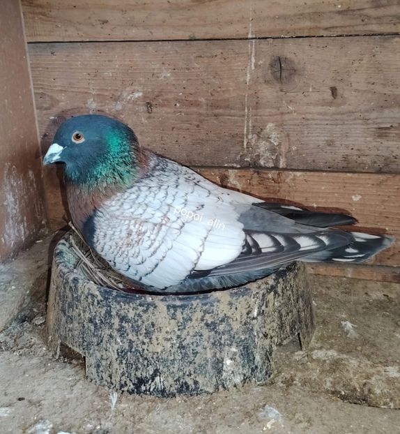  - Nu îmi aparțin 9