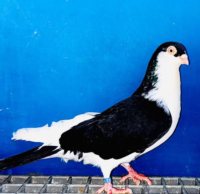 13426  Mascul  2024 - Jucători de Galați