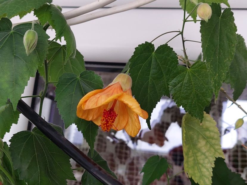 Abutilon  Special Gold (15-03-2025) - Abutiloni 2025