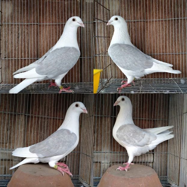  - Nu îmi aparțin 9