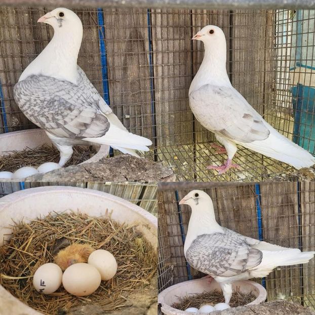  - Nu îmi aparțin 9