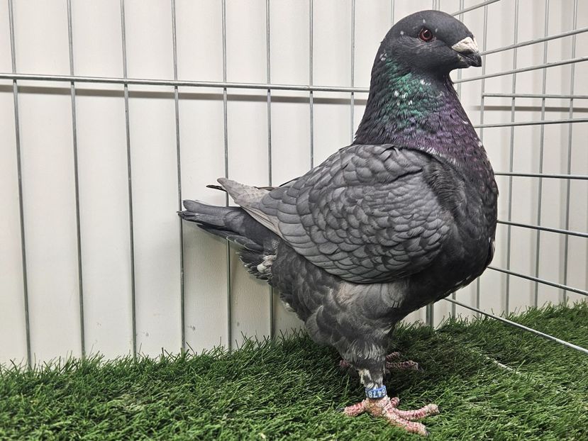 FEMELĂ 2024 - 16478 - MATCA FEMELE AGH 2025