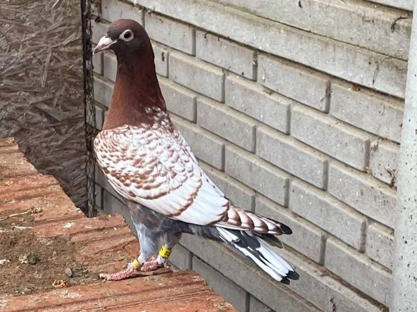  - Nu îmi aparțin 9