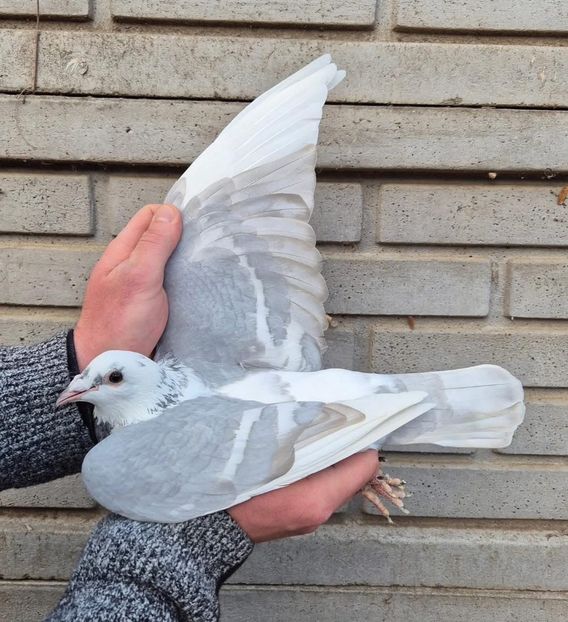  - Nu îmi aparțin 9