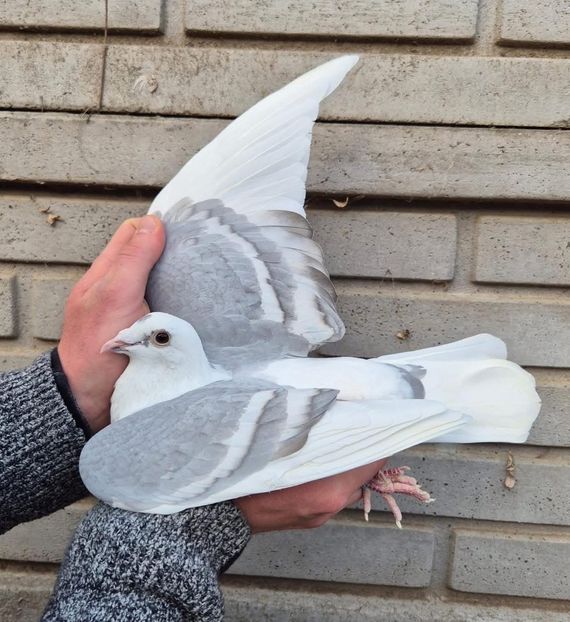  - Nu îmi aparțin 9