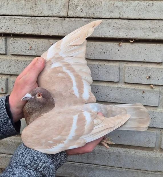  - Nu îmi aparțin 9