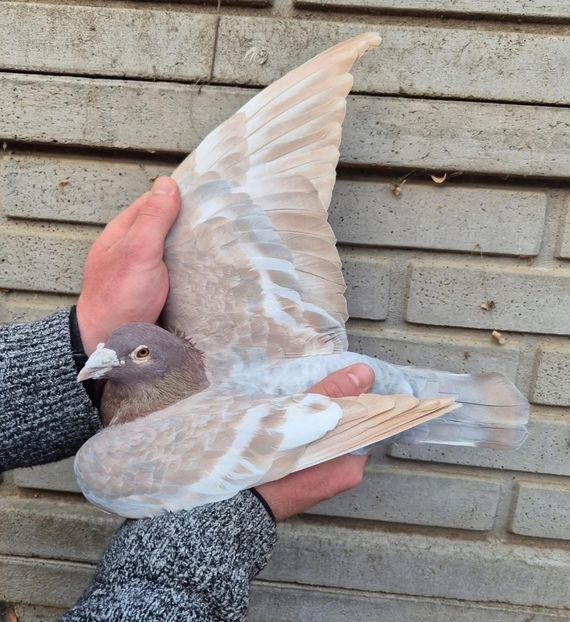  - Nu îmi aparțin 9