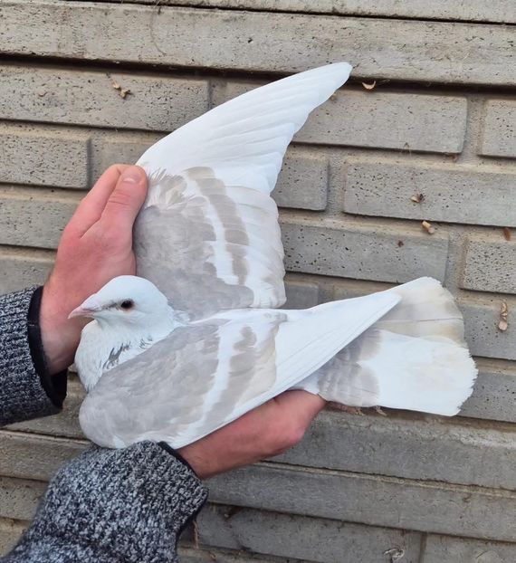  - Nu îmi aparțin 9