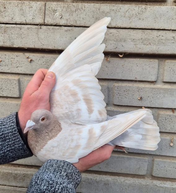  - Nu îmi aparțin 9