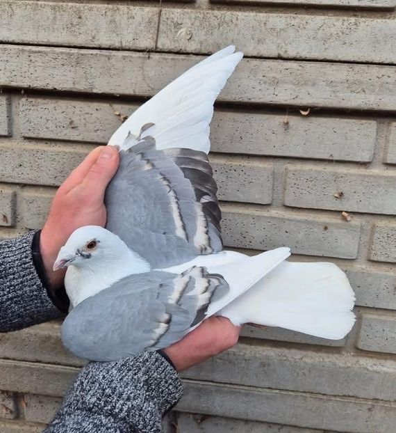  - Nu îmi aparțin 9