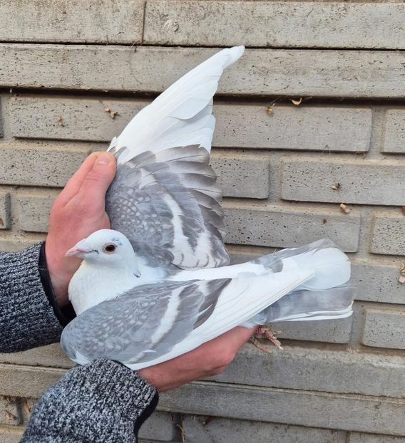  - Nu îmi aparțin 9