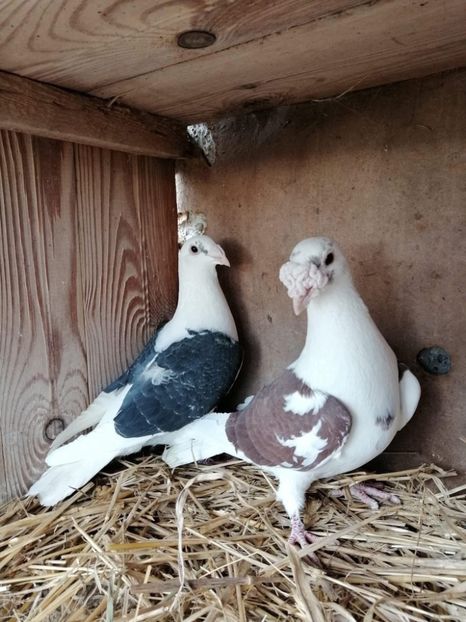  - Nu îmi aparțin 9