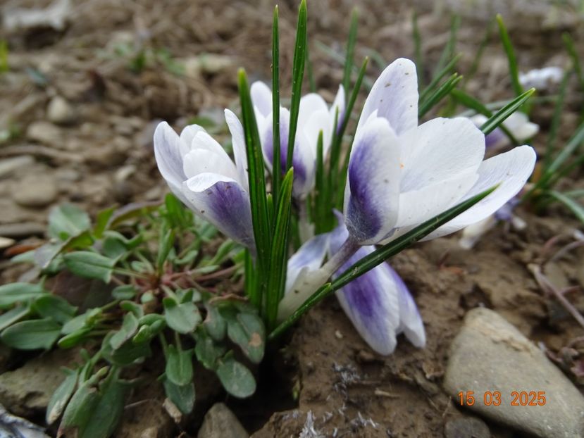 crocus Prins Claus - z-Dobarland 2025