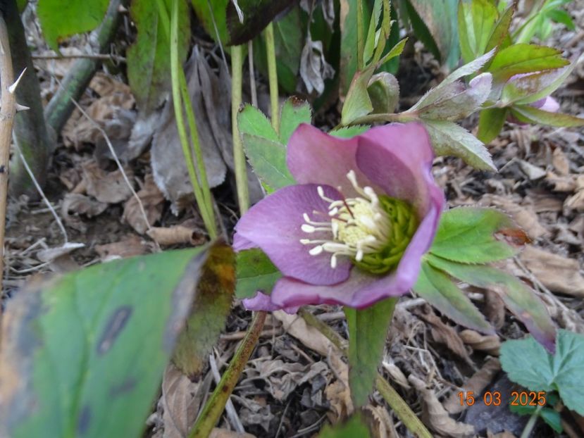 seedling - z-Dobarland 2025