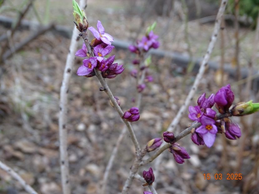 daphne mezereum Rubra - z-Dobarland 2025