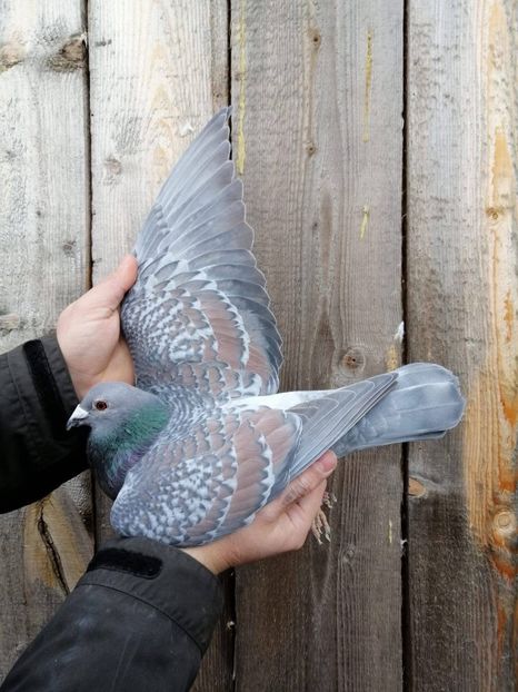  - Nu îmi aparțin 9