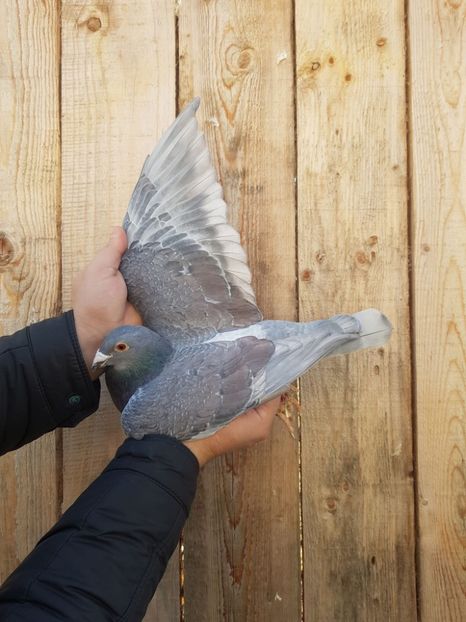  - Nu îmi aparțin 9