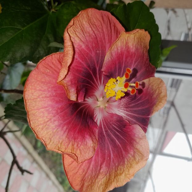  - Taiwan Magic Stoat