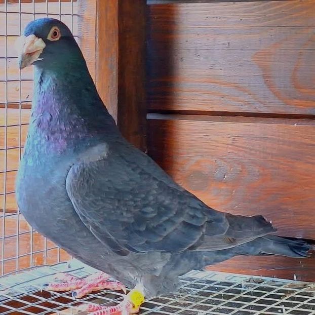  - Nu îmi aparțin 9