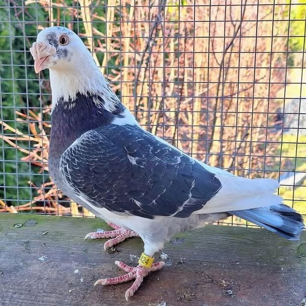  - Nu îmi aparțin 9