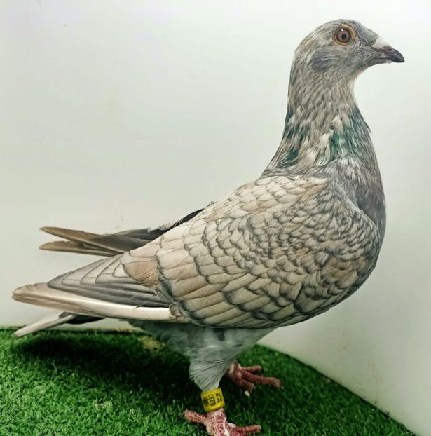  - Nu îmi aparțin 9