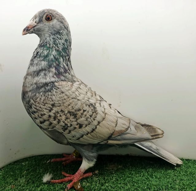  - Nu îmi aparțin 9