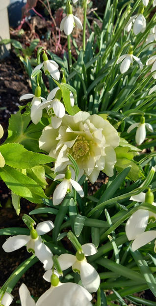  - Helleborus - Spanz