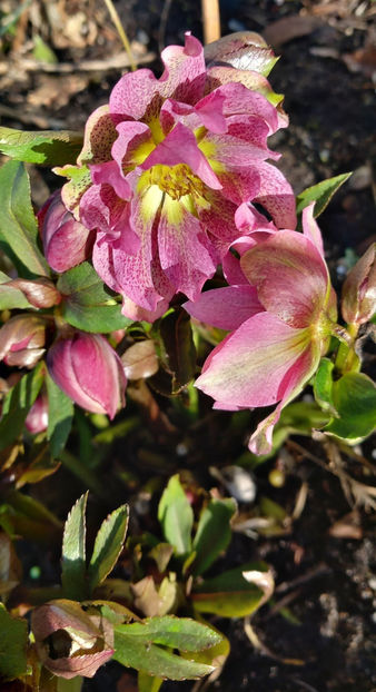  - Helleborus - Spanz