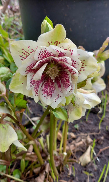  - Helleborus - Spanz