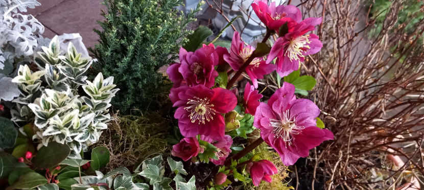  - Helleborus - Spanz