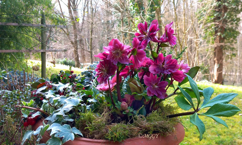 © - Helleborus - Spanz