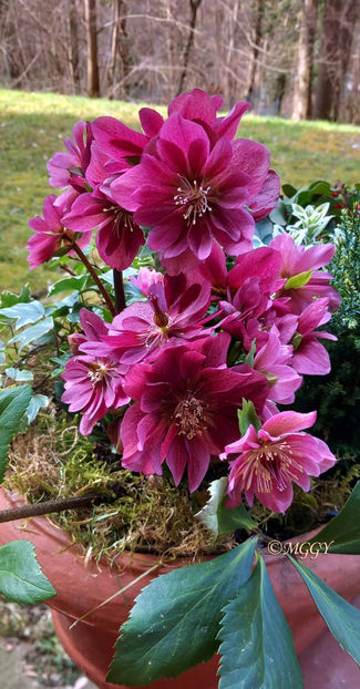 © - Helleborus - Spanz