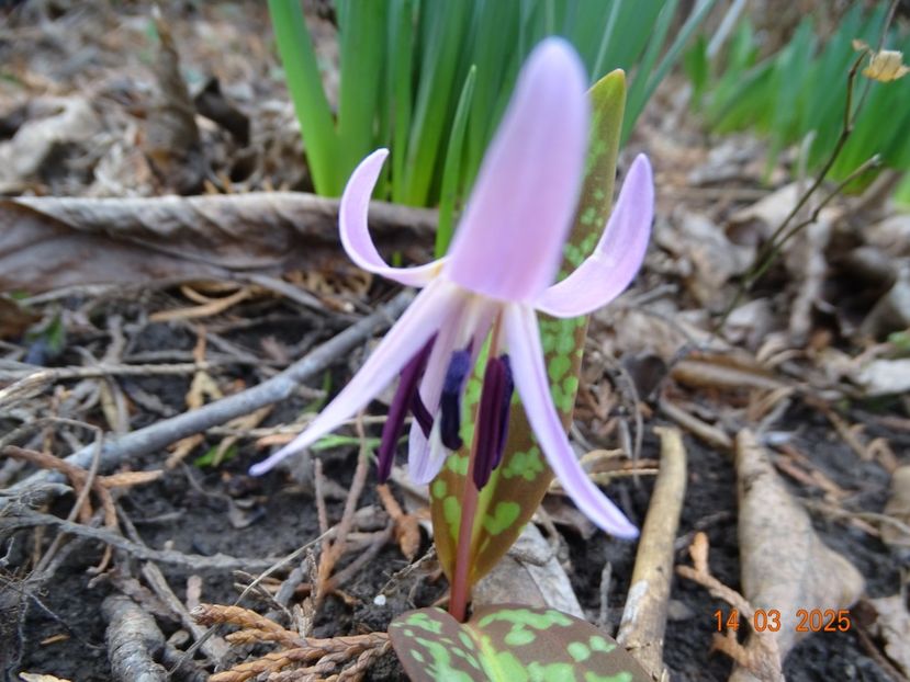 erythronium dens-canis - Primavara 2025