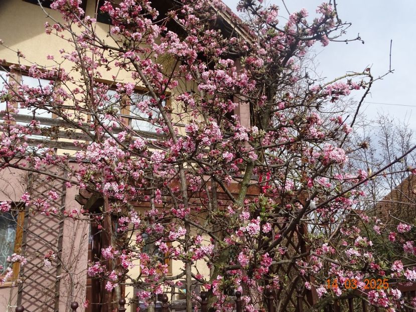  - Copacei si arbusti 2025