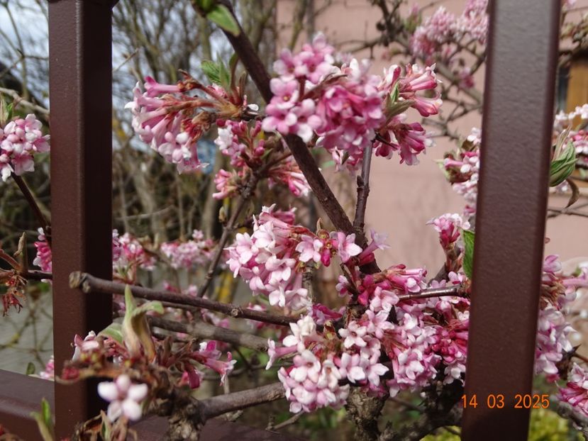  - Copacei si arbusti 2025