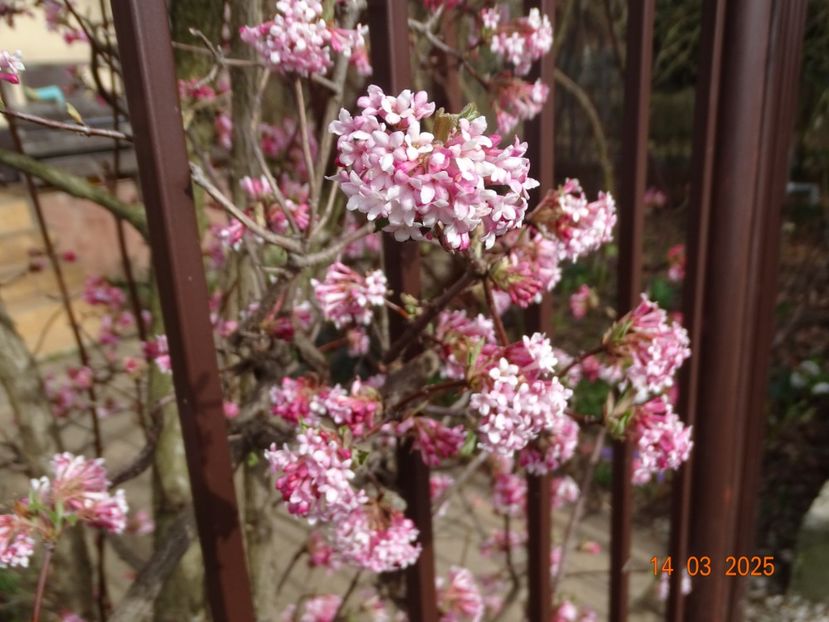  - Copacei si arbusti 2025