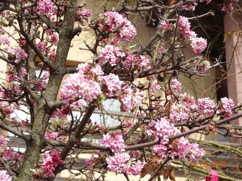  - Copacei si arbusti 2025