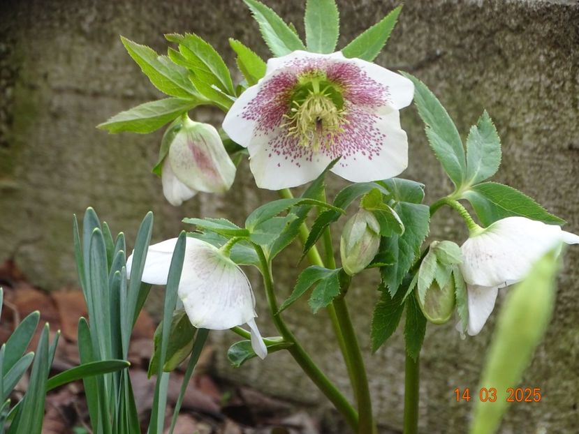  - Helleborus 2025