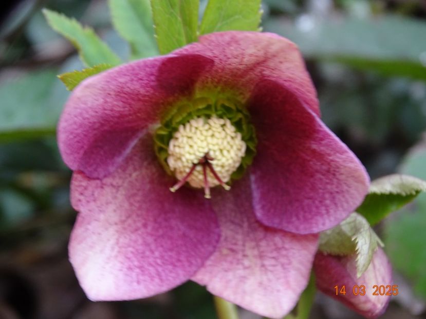  - Helleborus 2025