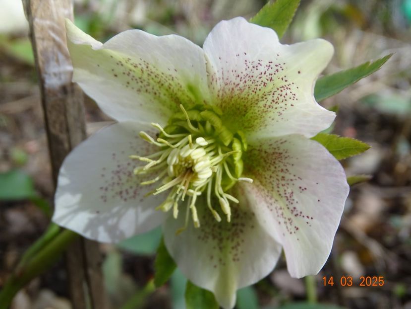  - Helleborus 2025