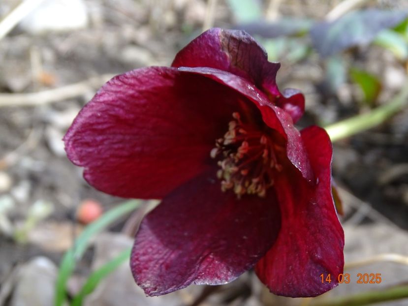  - Helleborus 2025