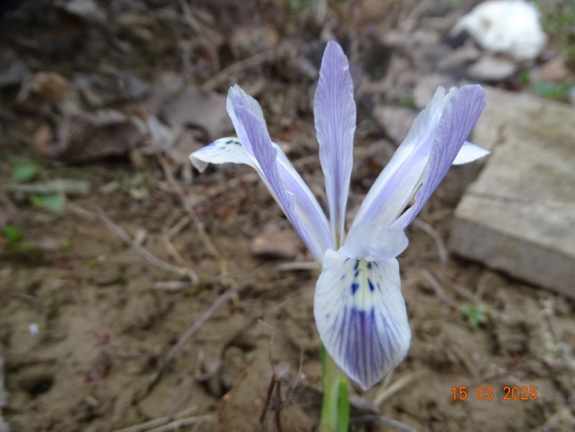 Painted Lady - Irisi 2025 -Dobarland