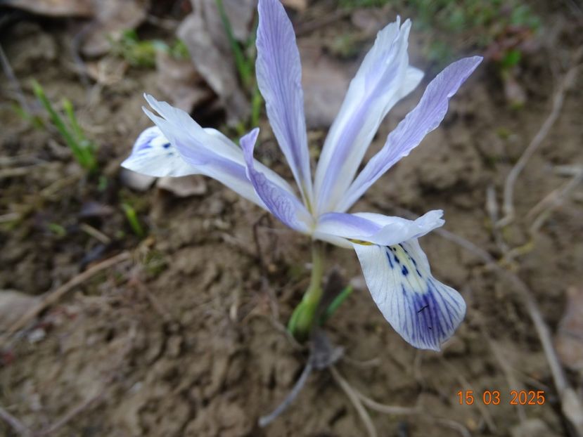 Painted Lady - Irisi 2025 -Dobarland